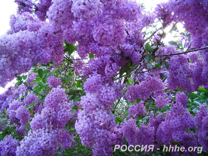 Саженцы сирени по низким ценам из питомника