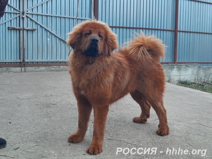 Щенки Тибетского мастиффа