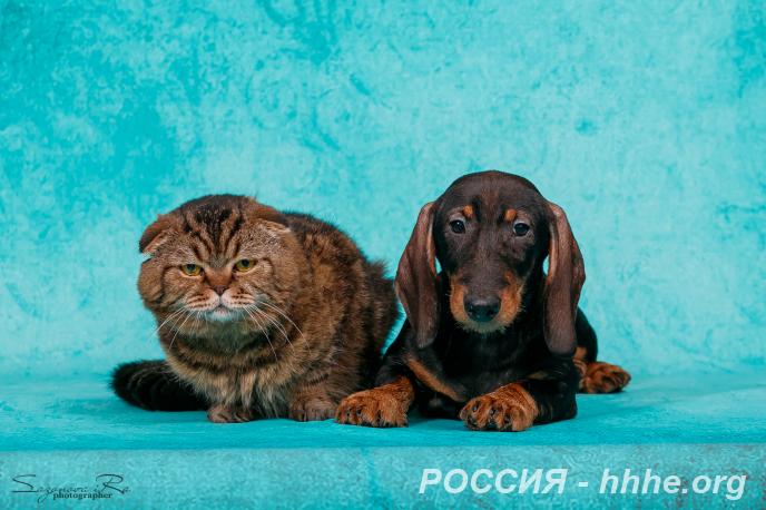 Щенки таксы жесткошерстной