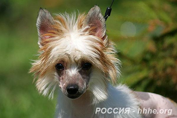 Щенок Китайской Хохлатой Собаки