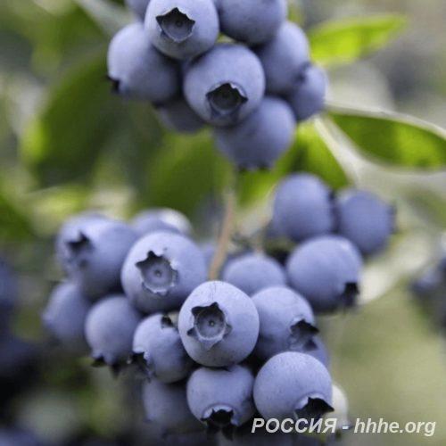 Черника Нельсон
