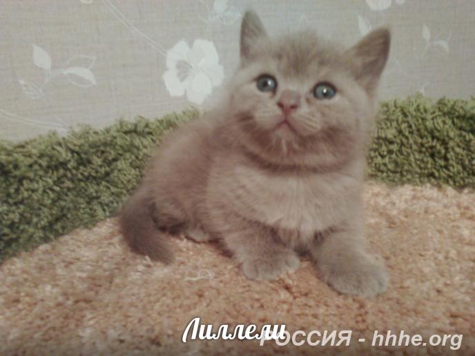 Лиллели