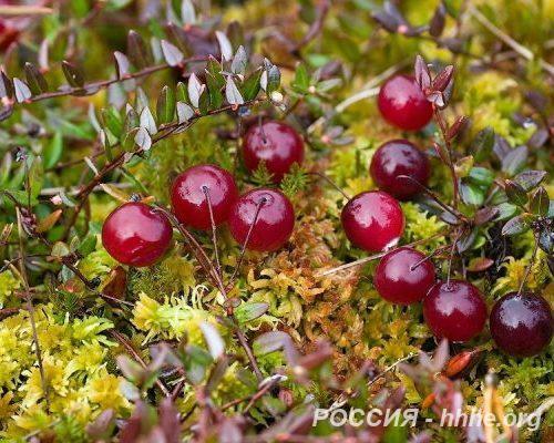 Клюква Северянка