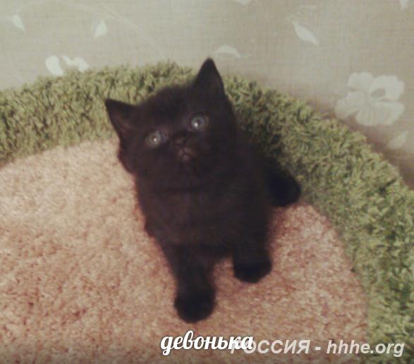 Черничка