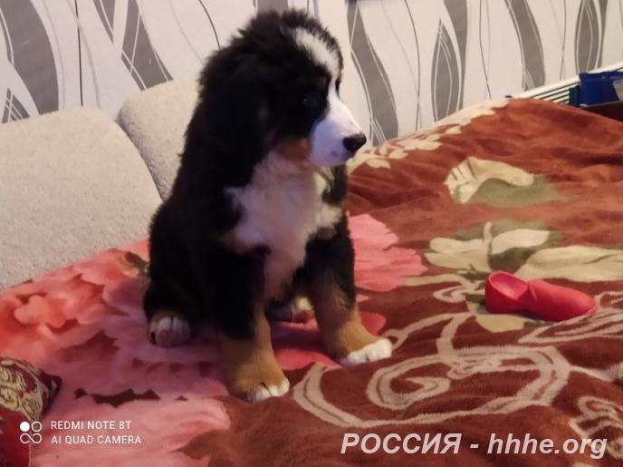 Щенки бернского зенненхунда