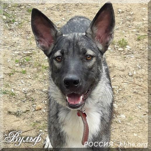 Шикарный Волчек Вульф в дар