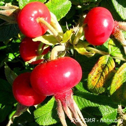 Шиповник Юбилейный