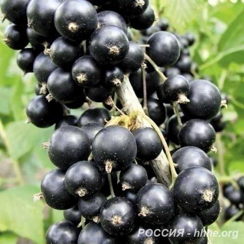 Саженцы смородины из питомника Элитный Сад