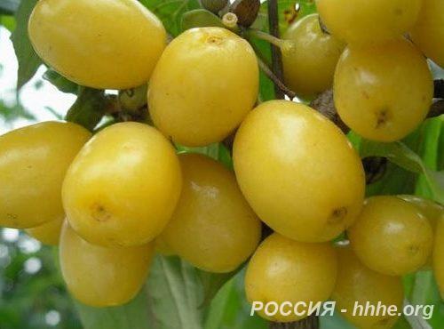 Кизил Галицкий желтый