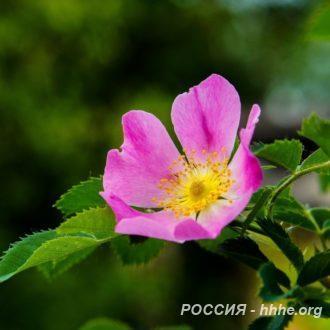 Шиповник Луч