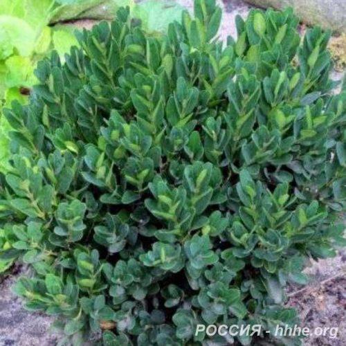 Самшит вечнозеленый angustifolia