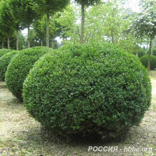 Самшит вечнозеленый rotundifolia