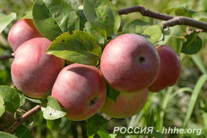Саженцы яблони оптом и в розницу