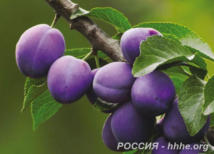 Саженцы сливы недорого от производителя