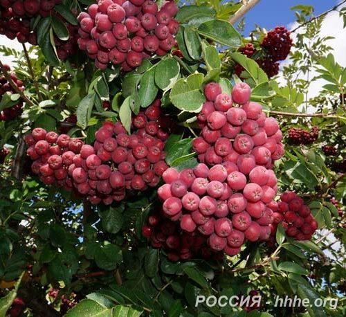 Рябина Гранатная