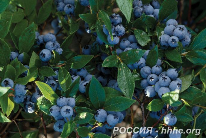 Саженцы голубики с закрытой корневой системой