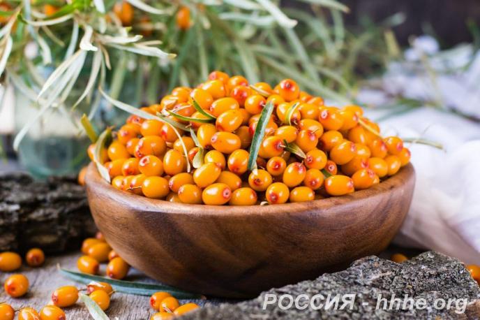 Саженцы облепихи из питомника по низким ценам